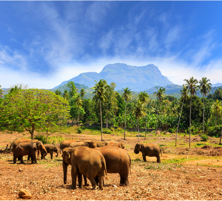 Group of elephants grazing at the scenic Pinawella park in Sri Lanka, with towering palm trees and majestic mountain backdrop.