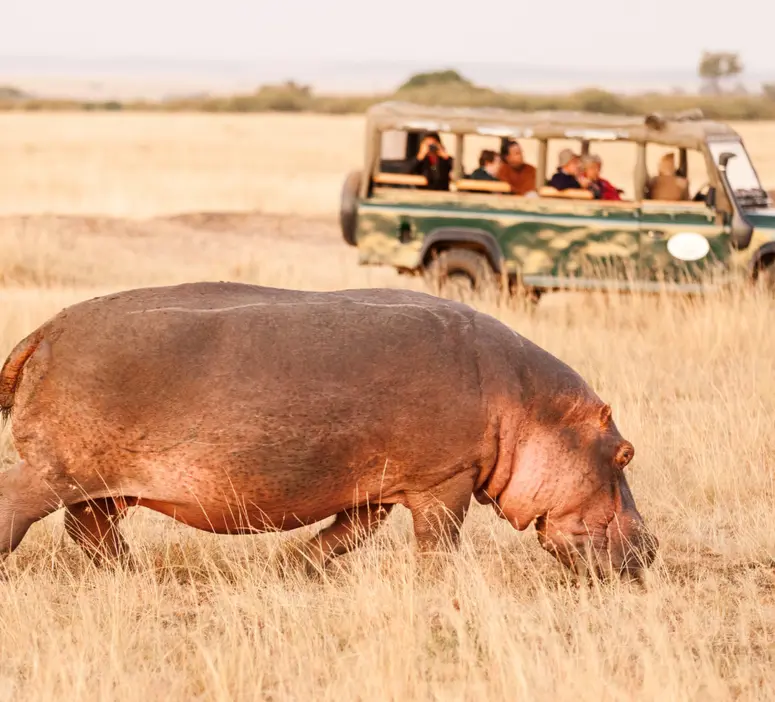 Hippopotamus grazing in the golden grasses of Masai Mara with a safari jeep filled with tourists in the background.