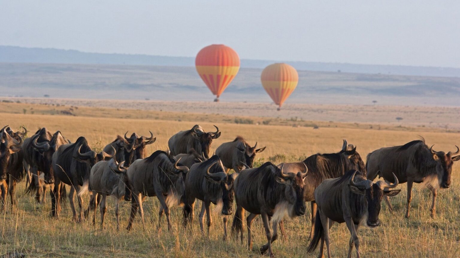 Serengeti game drive spotting elephants and leopards during Tanzania Safari & Zanzibar Tour