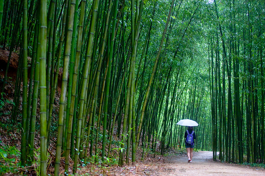 Bamboo Forest in Damyang, part of a South Korea tour package