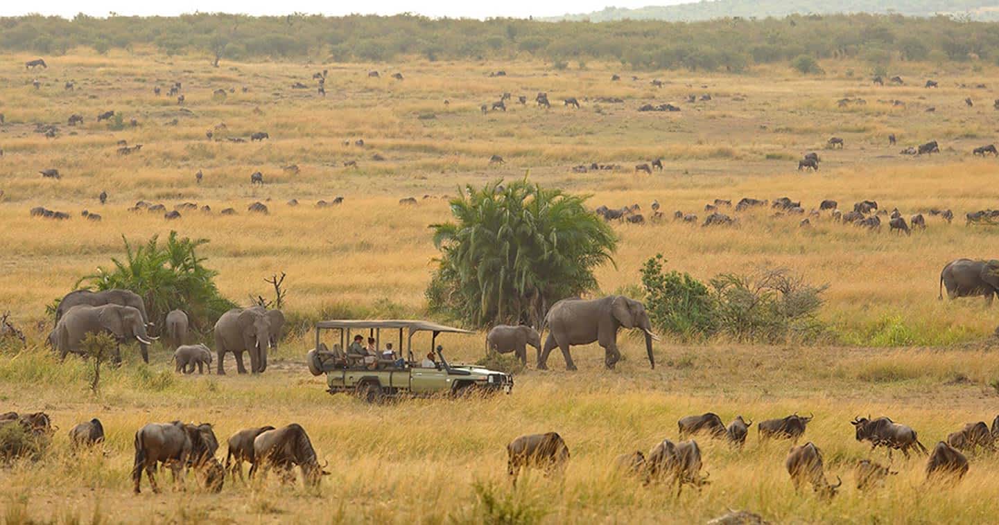 Wildlife safari in Serengeti National Park during Tanzania Safari & Zanzibar Tour