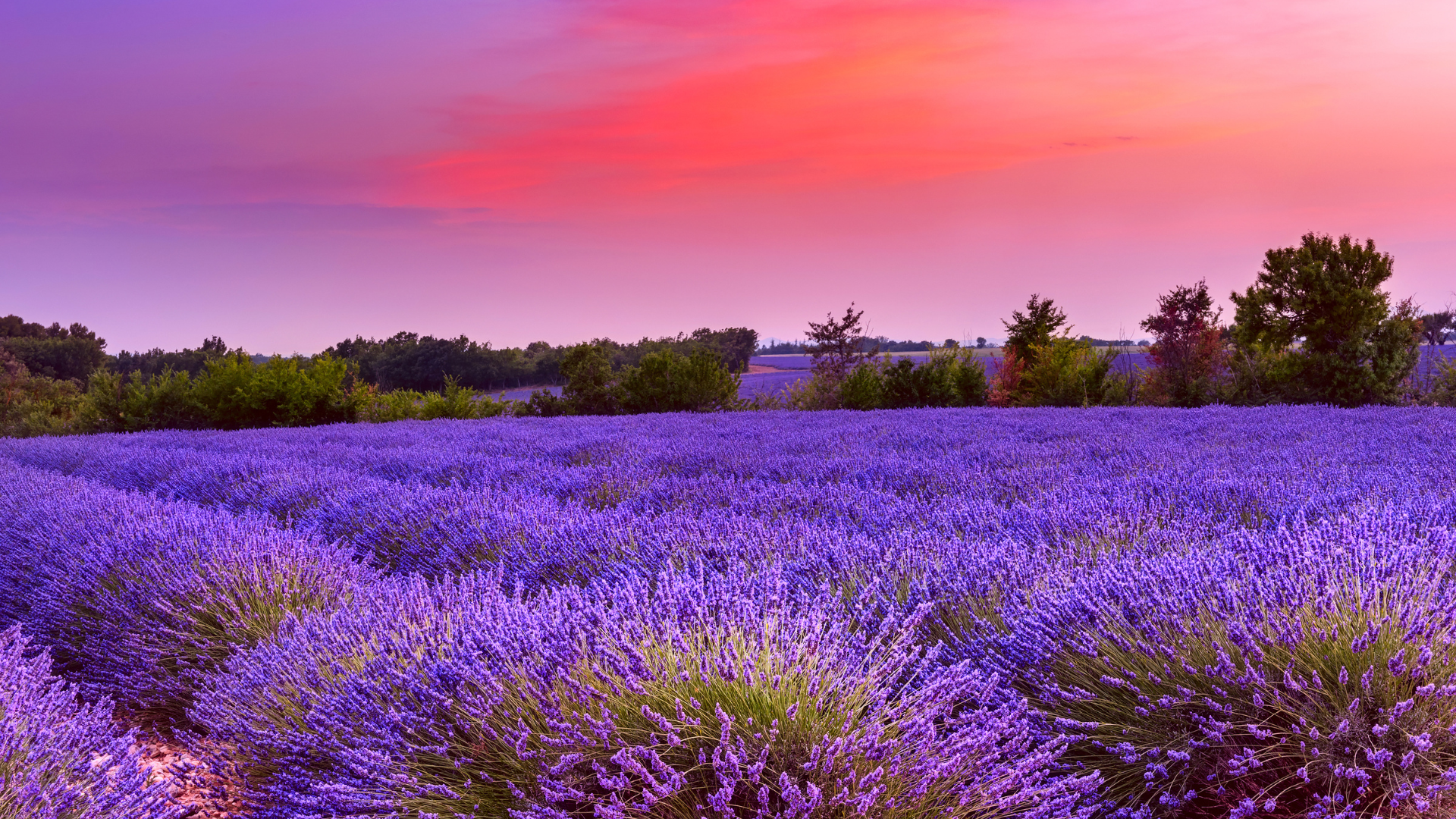 France’s Lavender Fields – Provence Bloom Late June to August