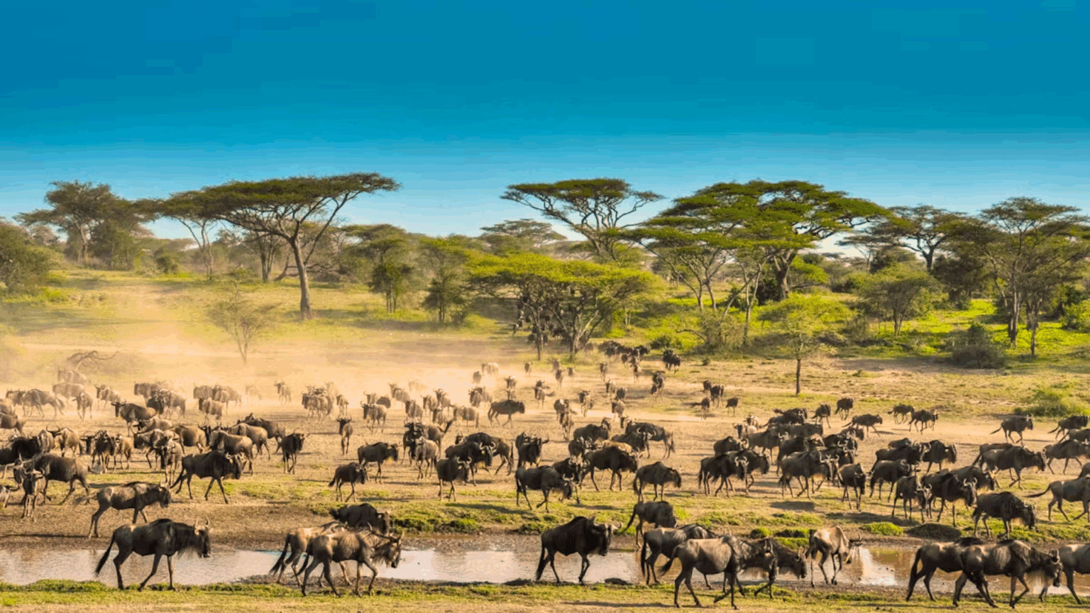 Tanzania Wildlife Adventure – Great Migration January to March