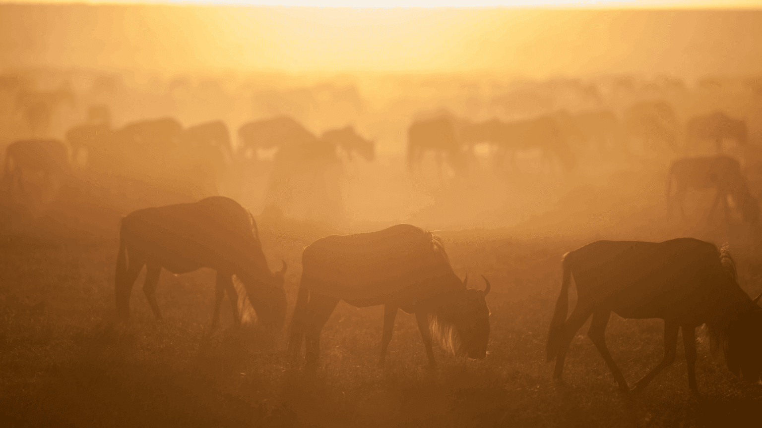 Great Wildebeest Migration – Kenya & Tanzania June to October