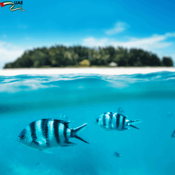 Exotic Escape to Zanzibar – UAE National Day Special