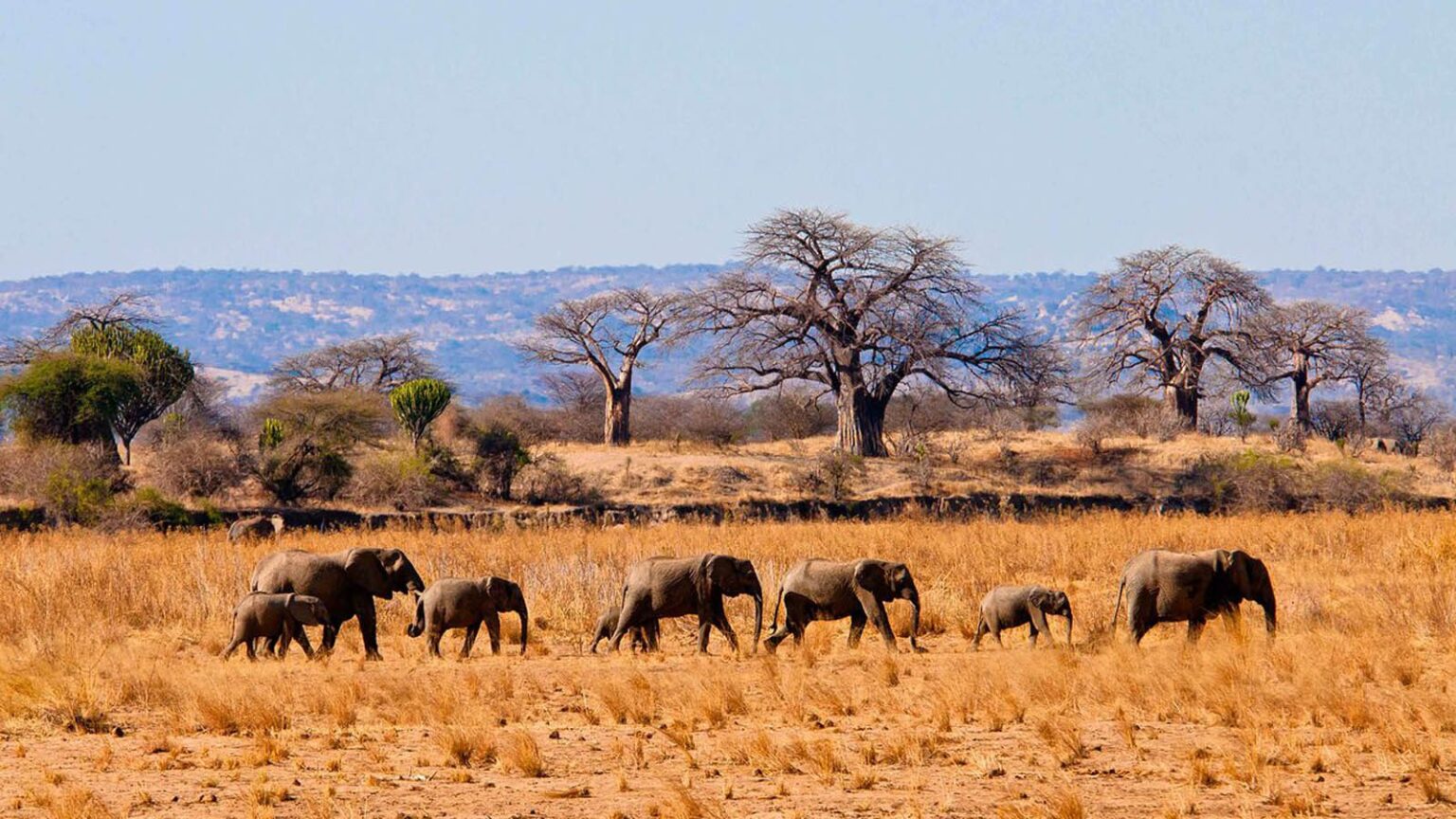 Safari jeep in Tarangire National Park with elephants and Baobab trees in the background, Tanzania.